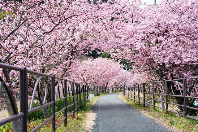 前撮りのロケーションにぴったりな桜並木の道